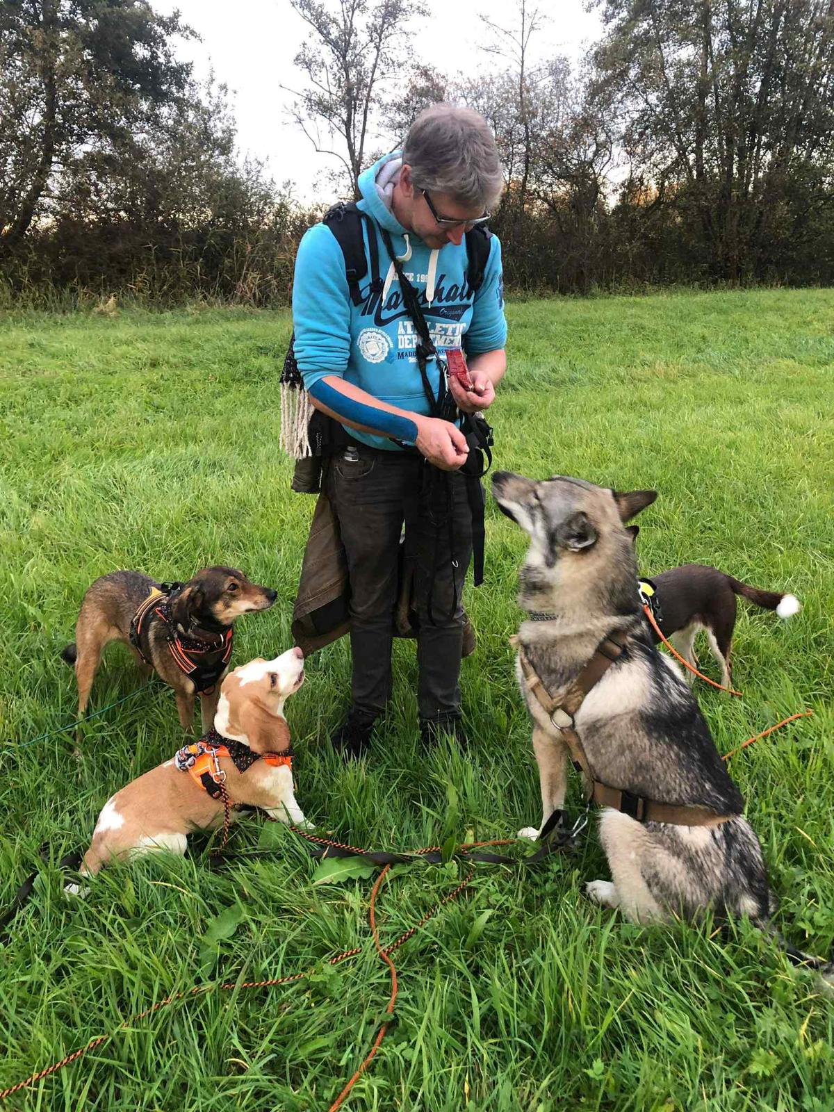 Chien dans un espace vert