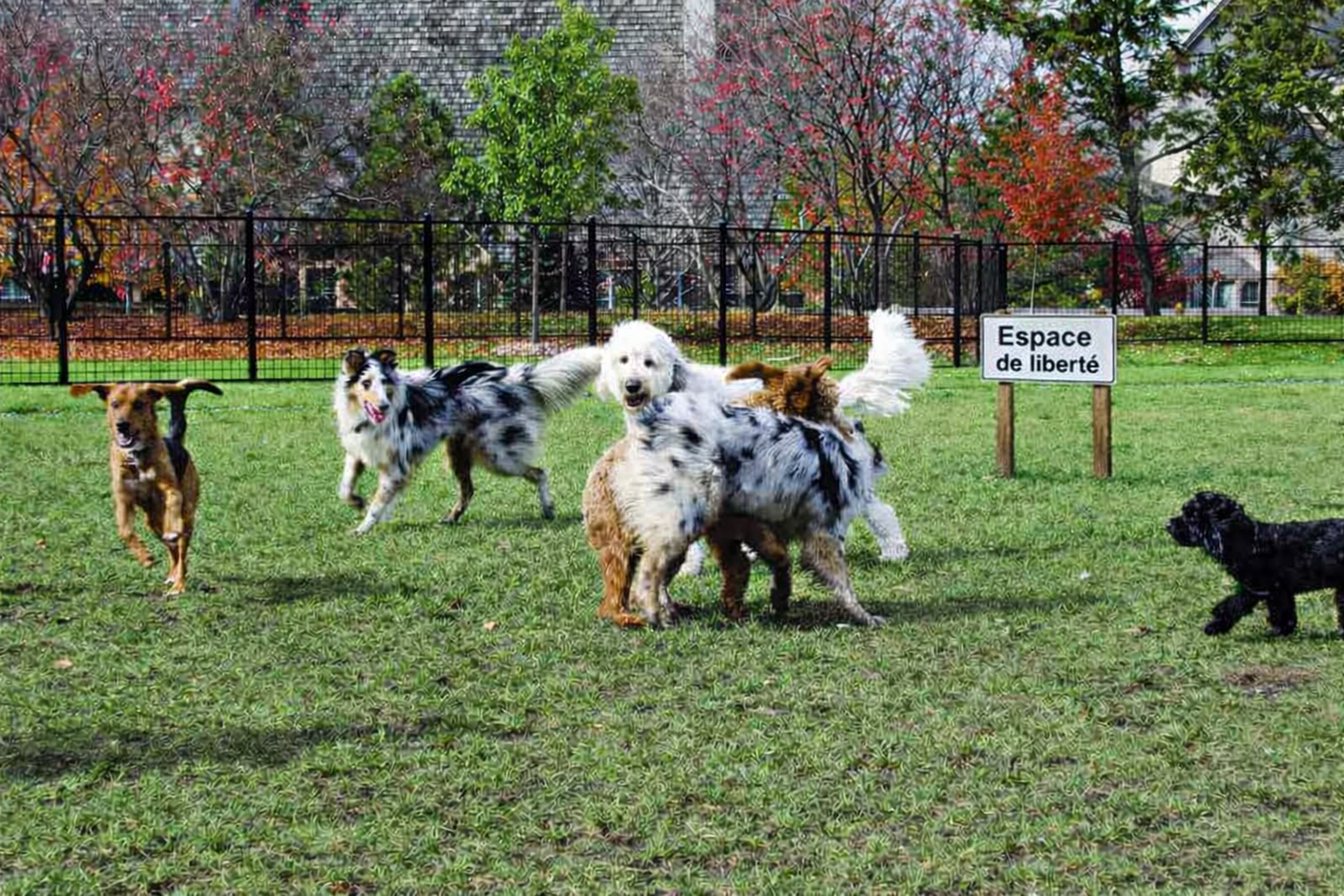 Espace dédié aux chiens